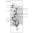 【掛け軸】孔雀美麗 尺五立 (本金証明書付) | 掛軸 | 偕拓堂アート