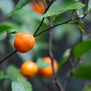 【本革キーケース】SMART MOVE! -type1 | アナログキーポケットタイプ- Eternal Orange (とこしえの橘) | 革加工 | RAKUKEI