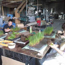 【い草-畳】イケヒコ い草ヨガマット ジョイ 赤 (60×180cm)