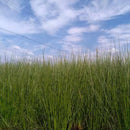 【い草-畳】イケヒコ い草ヨガマット ジョイ 赤 (60×180cm)