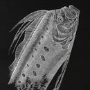 【切り絵】切り剣Masayo（福田理代）『切り剣　福田理代切り絵作品集』