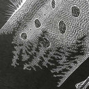 【クラフト】切り剣Masayo（福田理代）リュウグウノツカイ