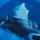 【ストール】コットン ペンギン (新水舞１) | 京友禅 | 禾口木丙