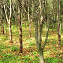 【お椀】KOROMO | 漆器 | isuke